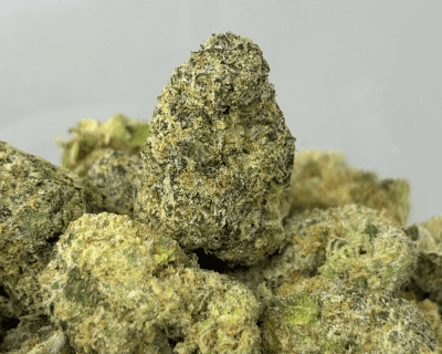 ZANGRIA (SMALLS) (TRIP EXOTICS)