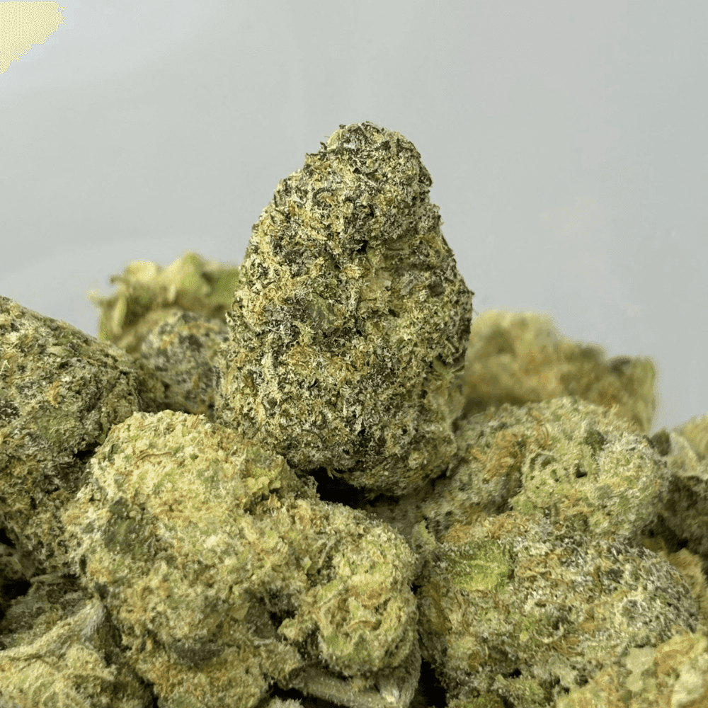 ZANGRIA (SMALLS) (TRIP EXOTICS)