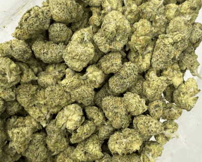 ZANGRIA (SMALLS) - TRIP EXOTICS - Image 3