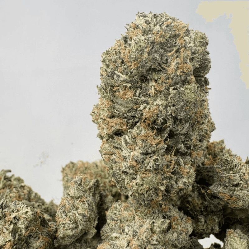 ATOMIC PINK (BIGS) - QUAD GAS