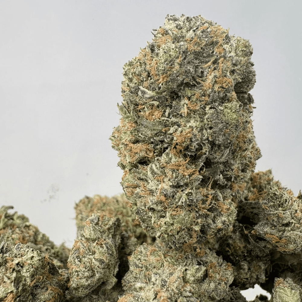 ATOMIC PINK (BIGS) - QUAD GAS