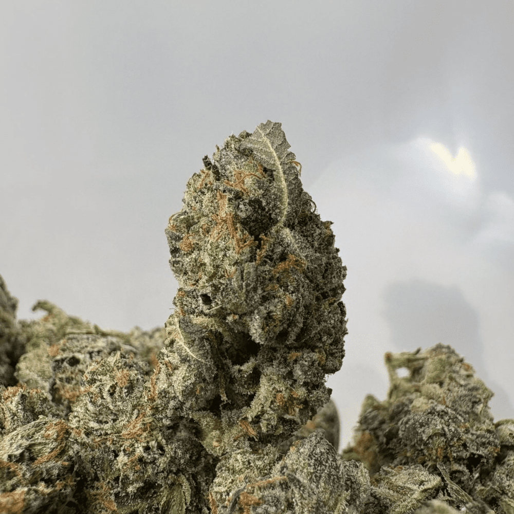 ATOMIC PINK (SMALLS) - QUAD GAS