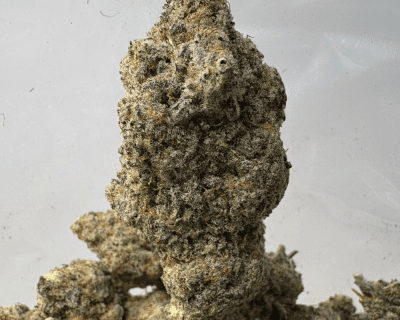 BLUEBERRY PANCAKES (BIGS) - QUAD EXOTICS