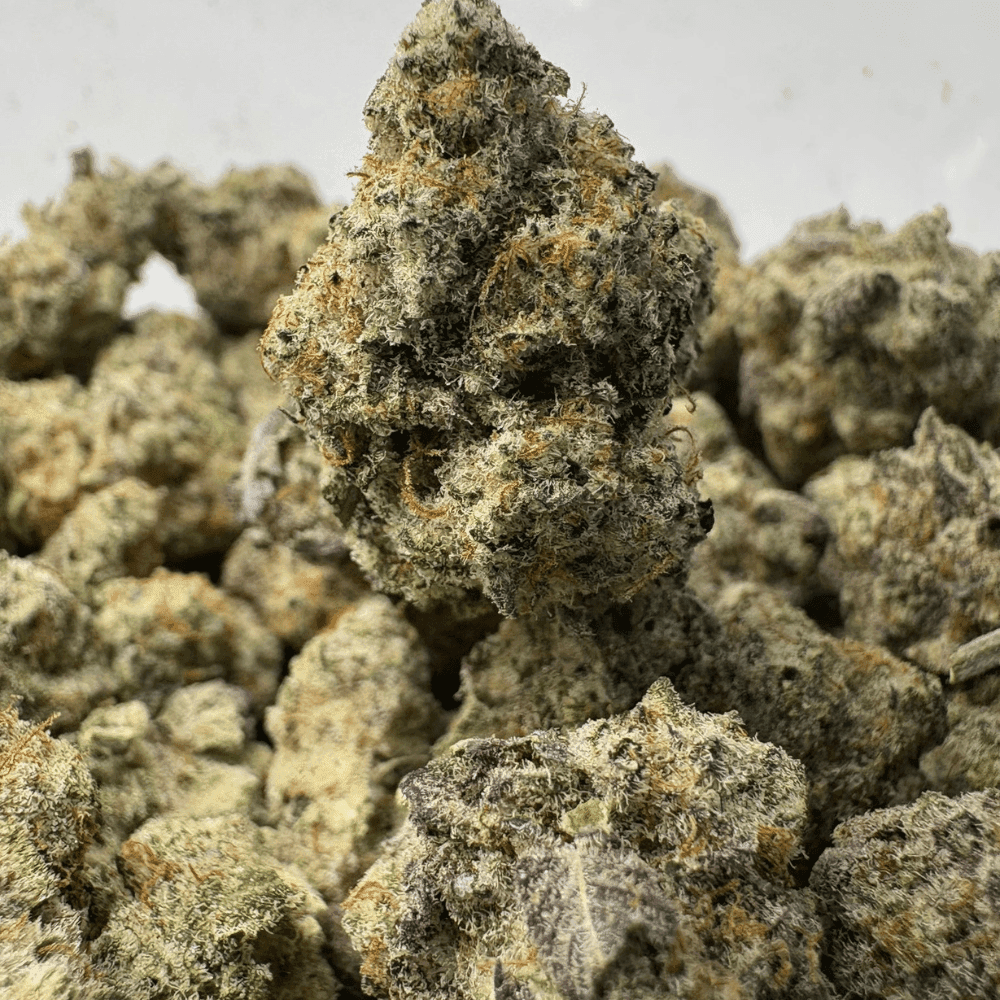 BLUEBERRY PANCAKES (SMALLS) - QUAD EXOTICS BLUEBERRY PANCAKES (SMALLS) - QUAD EXOTICS