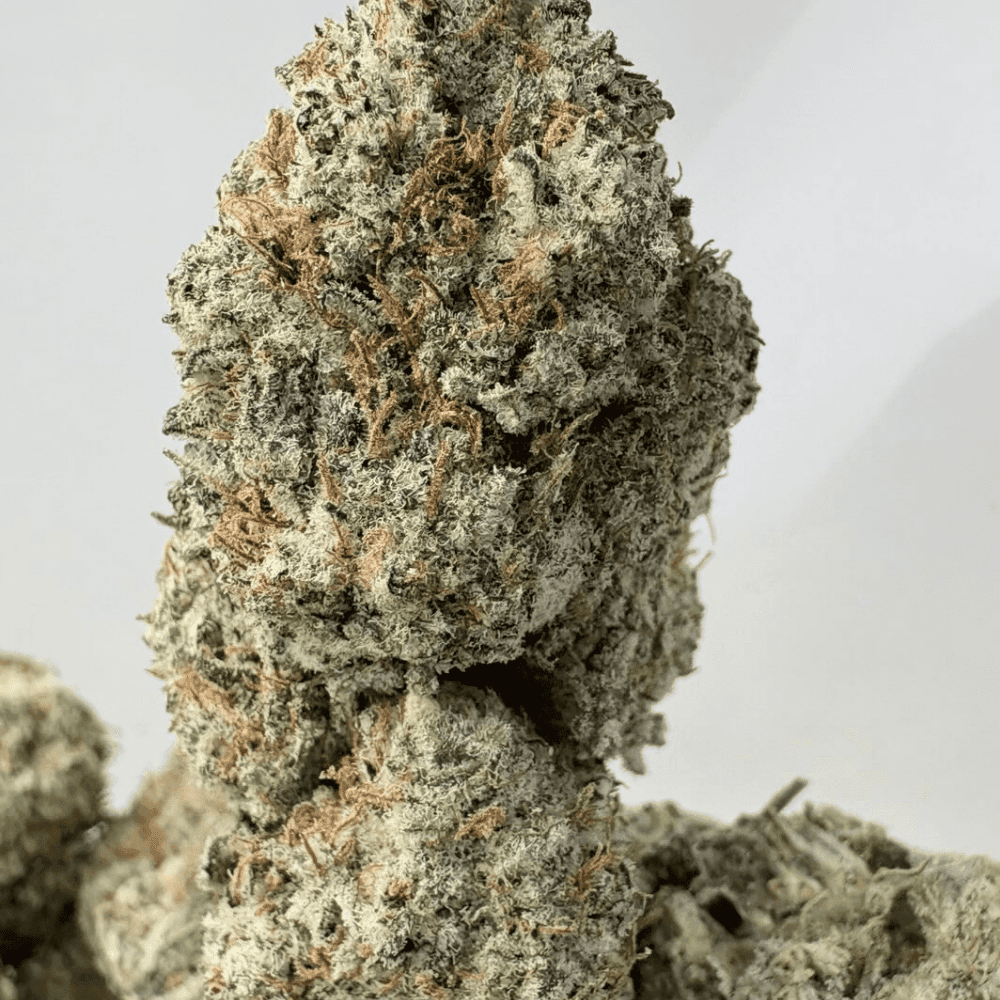 BLACKBERRY OG (BIGS) - TRIP EXOTICS