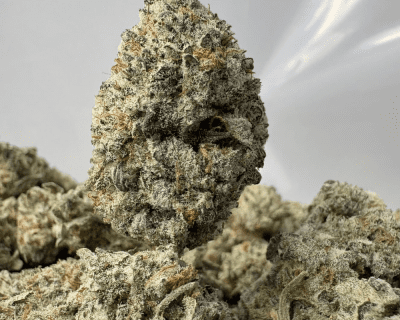 BLACKBERRY OG (SMALLS) - TRIP EXOTICS