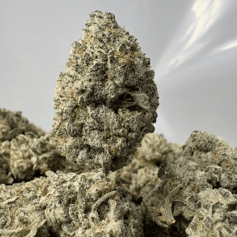 BLACKBERRY OG (SMALLS) - TRIP EXOTICS BLACKBERRY OG (SMALLS) - TRIP EXOTICS