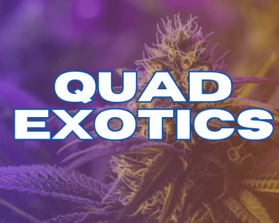 Quad Exotics