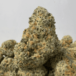 JACKFRUIT (BIGS) - TRIP EXOTICS