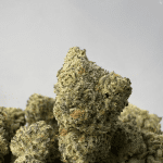 JACKFRUIT (SMALLS) - TRIP EXOTICS