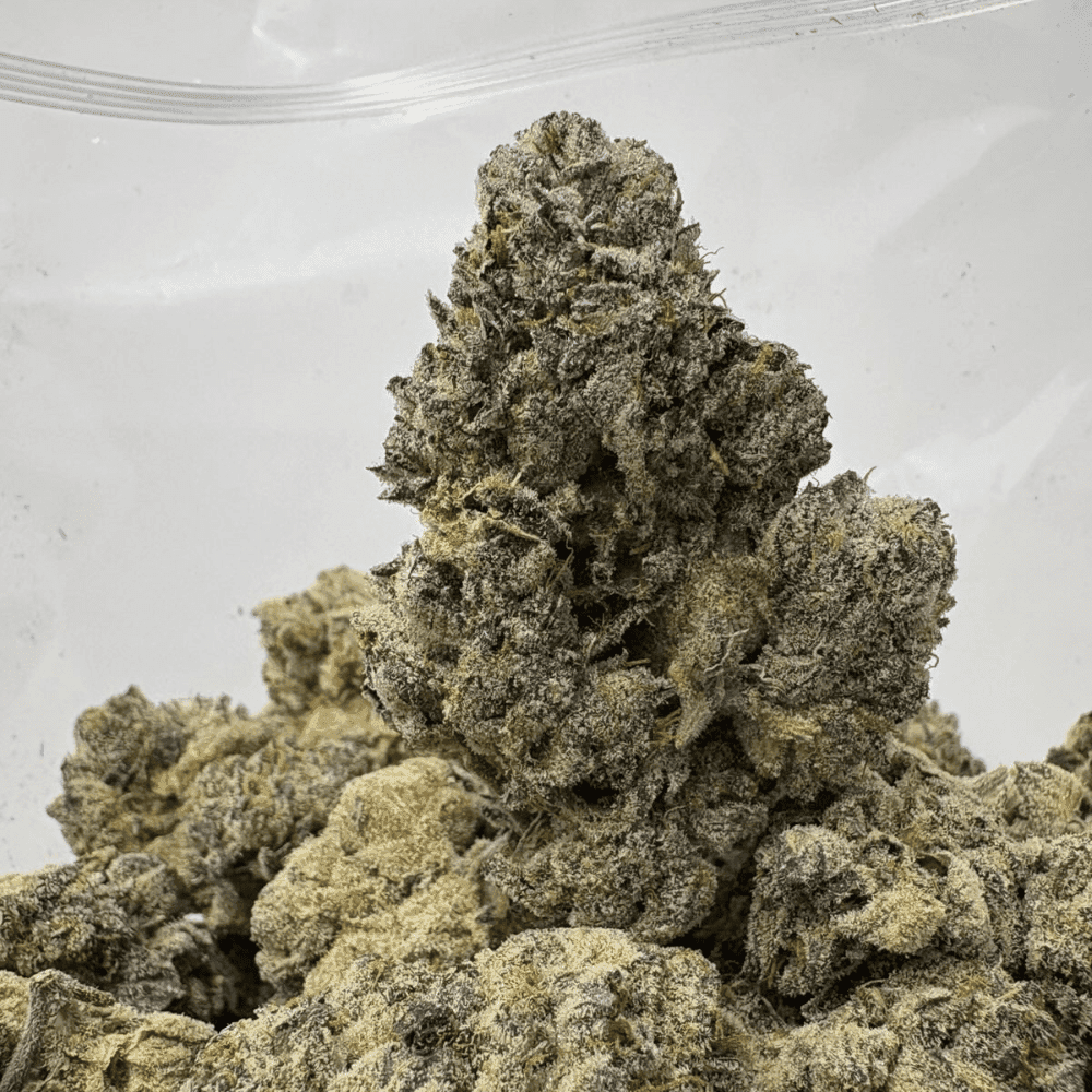 JETFUEL GELATO (BIGS) - QUAD EXOTICS