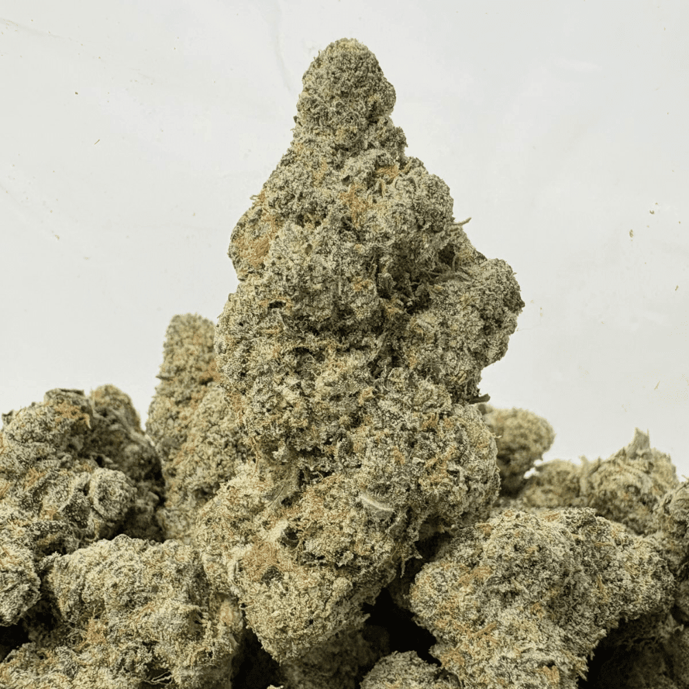 LAFFY TAFFY (BIGS) - TRIP EXOTICS