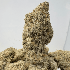 MAC & CHEESE (BIGS) - TRIP EXOTICS