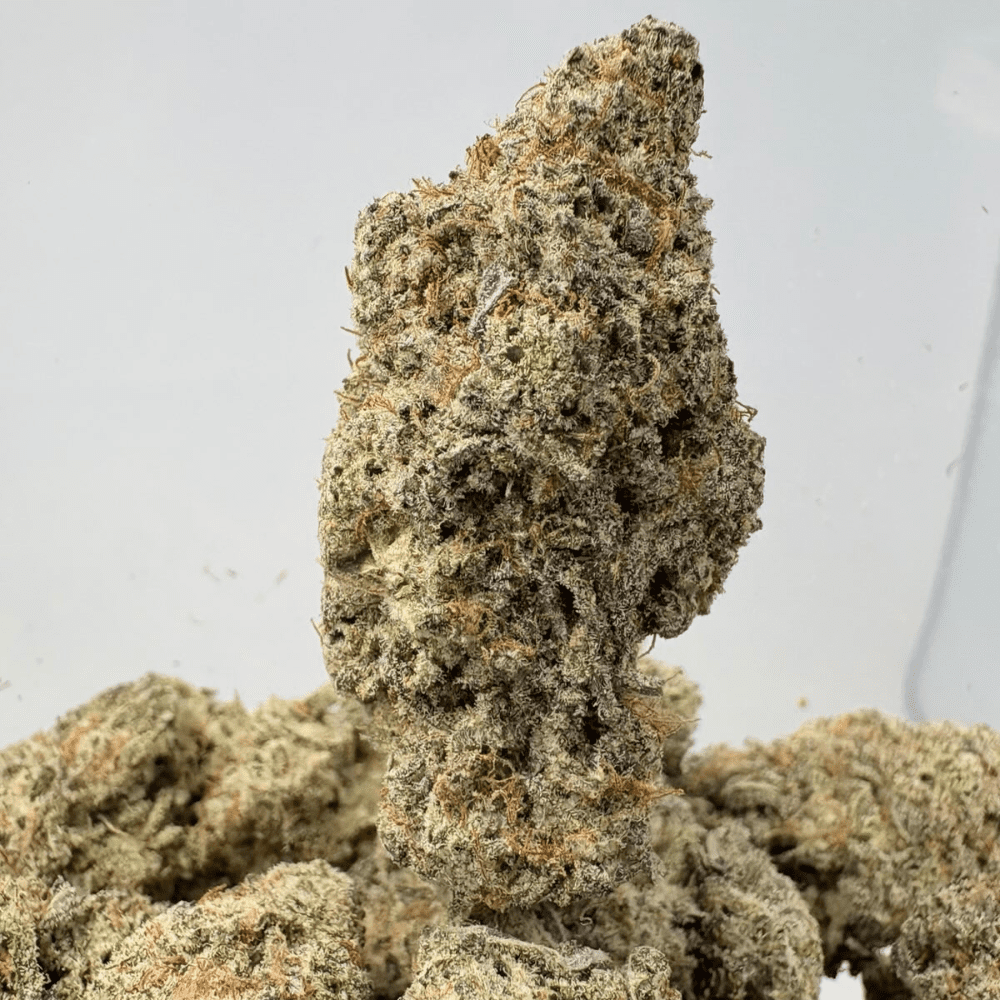 MAC & CHEESE (BIGS) - TRIP EXOTICS