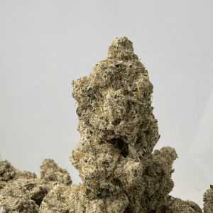 MACULATOR (BIGS) - QUAD EXOTICS