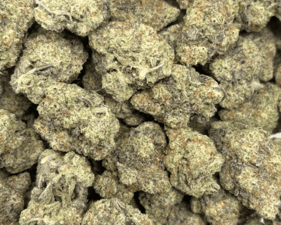 MACULATOR (BIGS) - QUAD EXOTICS - Image 3