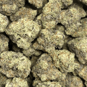 MACULATOR (BIGS) - QUAD EXOTICS - Image 2