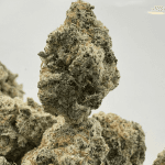 MACULATOR (SMALLS) - QUAD EXOTICS