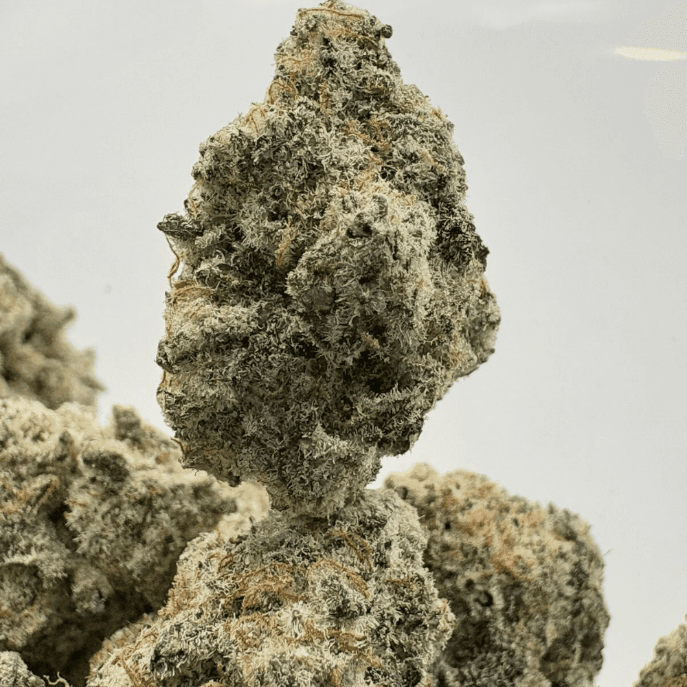 MACULATOR (SMALLS) - QUAD EXOTICS