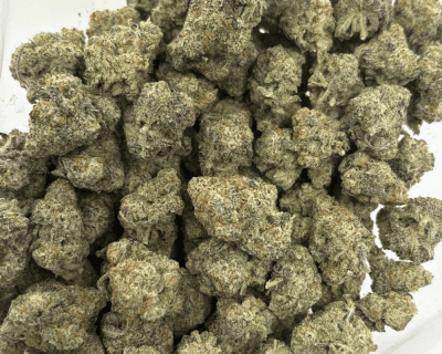 MACULATOR (SMALLS) - QUAD EXOTICS - Image 3