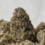 MIDNIGHT RUNTZ (SMALLS) - QUAD EXOTICS