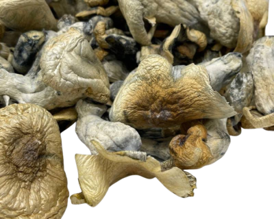 ODPE PSILOCYBIN MUSHROOMS - Image 3