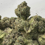 PINK FUGAZZI (SMALLS) - QUAD GAS