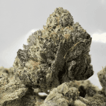 PINK SWAT (SMALLS) - QUAD GAS