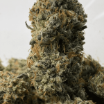 PINK TRAP STAR (LSO GAS)