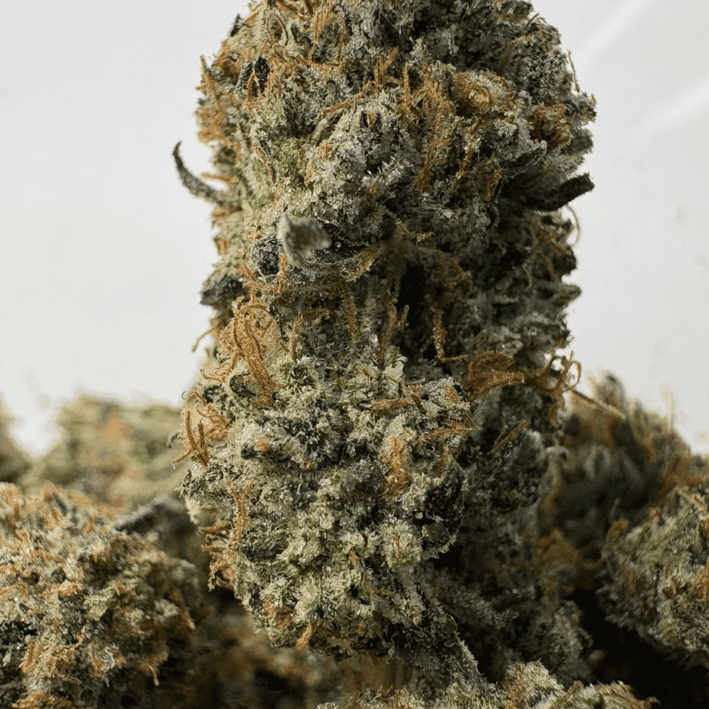 PINK TRAP STAR (LSO GAS)