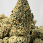 PLATINUM DOSI (BIGS) - QUAD EXOTICS