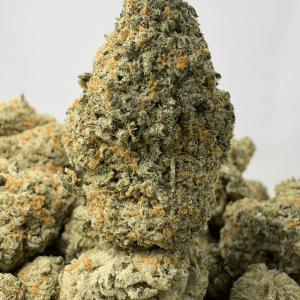 PLATINUM DOSI (BIGS) - QUAD EXOTICS