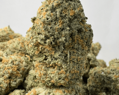 PLATINUM DOSI (BIGS) - QUAD EXOTICS