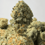 PLATINUM DOSI (SMALLS) - QUAD EXOTICS