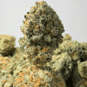 PLATINUM DOSI (SMALLS) - QUAD EXOTICS