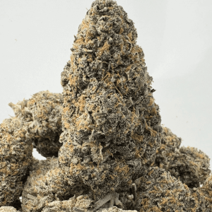 SOCAL RUNTZ (BIGS) - QUAD EXOTICS