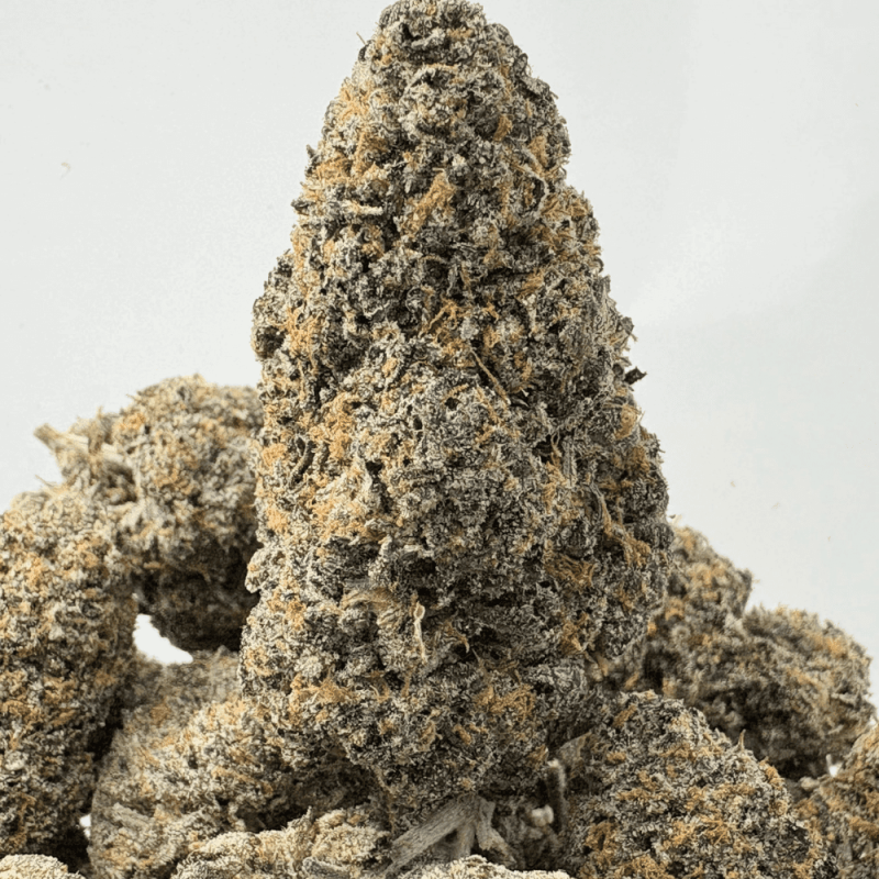 SOCAL RUNTZ (BIGS) - QUAD EXOTICS