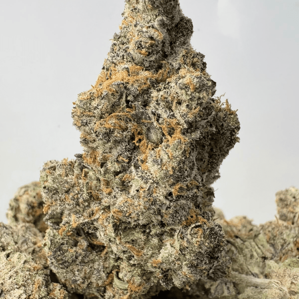 STRIPPER SPIT (BIGS) - QUAD EXOTICS