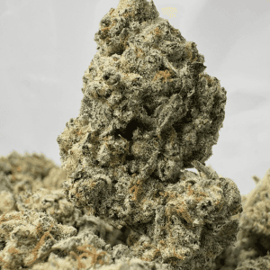 WIZARD FRITTER (BIGS) - QUAD EXOTICS