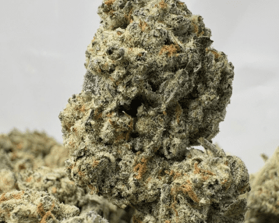 WIZARD FRITTER (BIGS) - QUAD EXOTICS