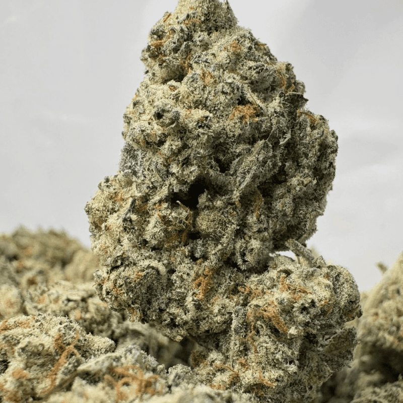 WIZARD FRITTER (BIGS) - QUAD EXOTICS