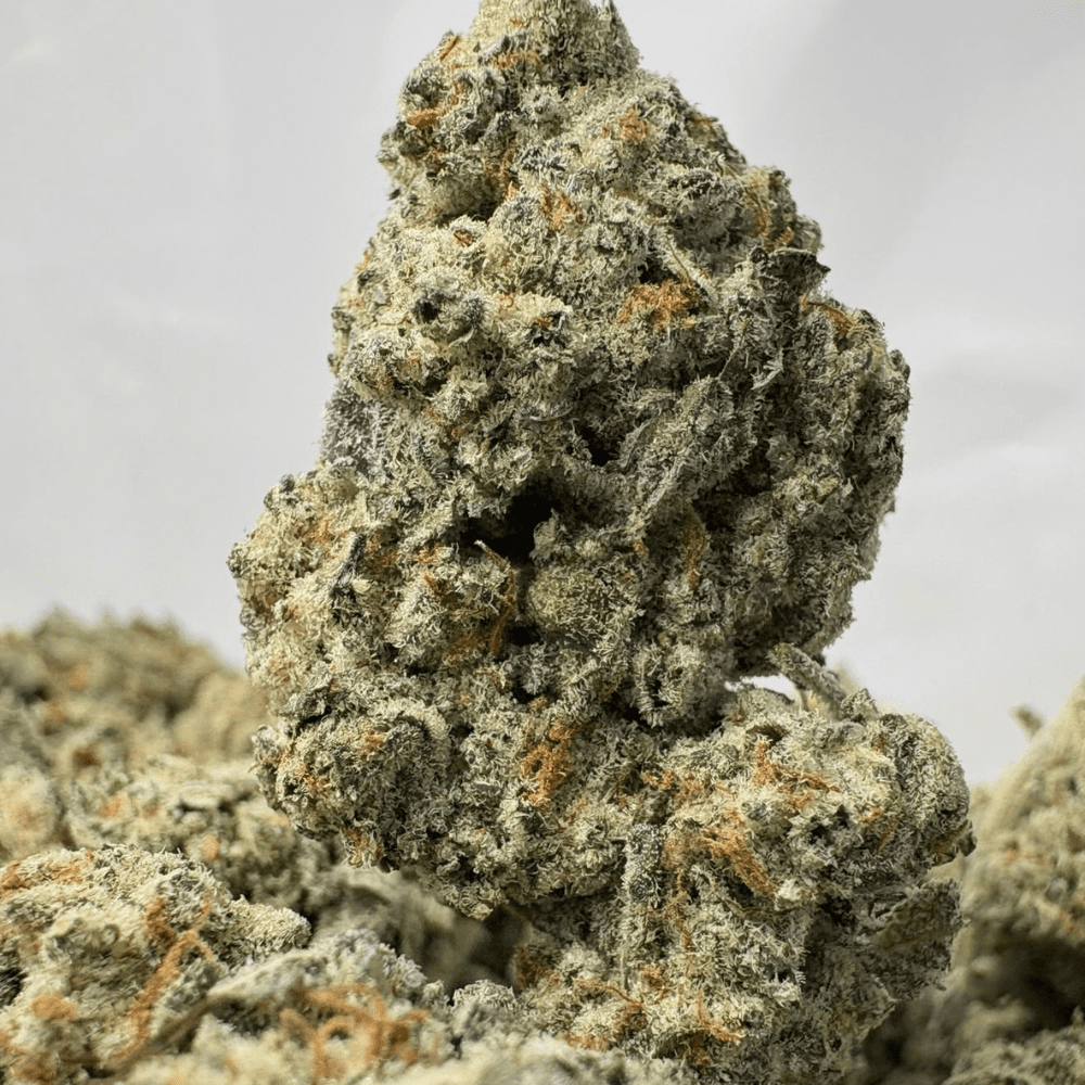 WIZARD FRITTER (BIGS) - QUAD EXOTICS WIZARD FRITTER (BIGS) - QUAD EXOTICS