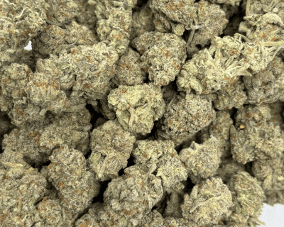 WIZARD FRITTER (BIGS) - QUAD EXOTICS - Image 3