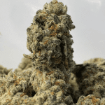 WIZARD FRITTER (SMALLS) - QUAD EXOTICS