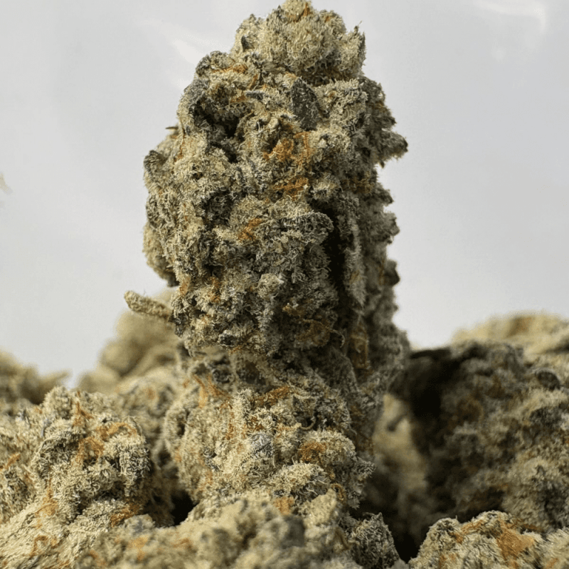 WIZARD FRITTER (SMALLS) - QUAD EXOTICS WIZARD FRITTER (SMALLS) - QUAD EXOTICS