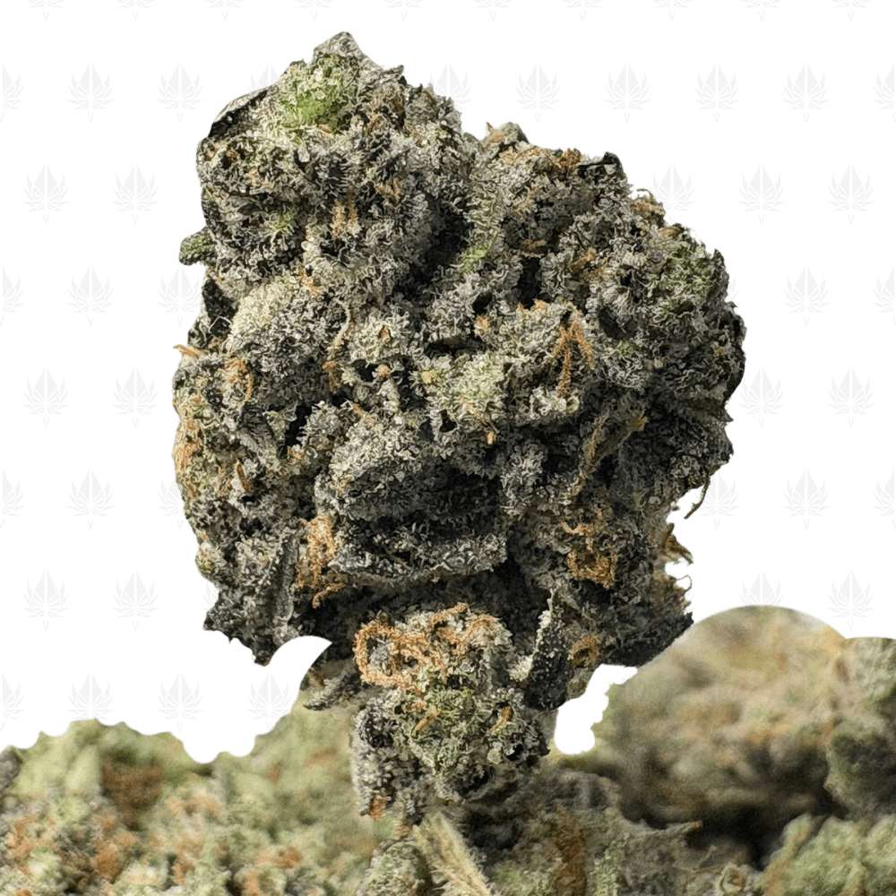 BLACK OPS MK ULTRA (SMALLS) - QUAD GAS