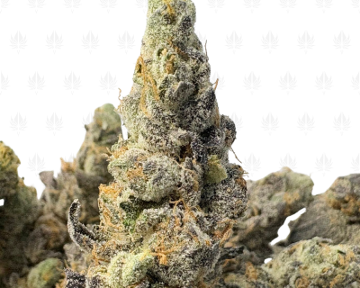 BLUE MOONSHINE (BIGS) - QUAD EXOTICS