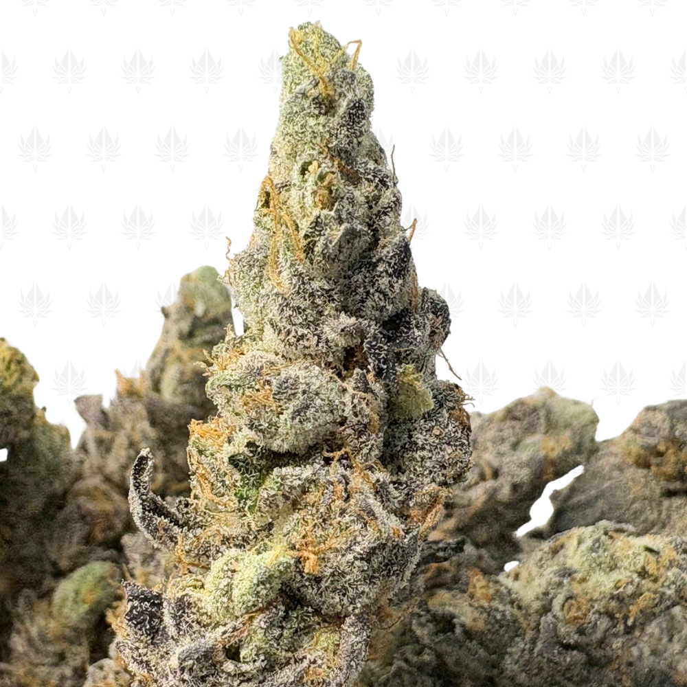 BLUE MOONSHINE (BIGS) - QUAD EXOTICS