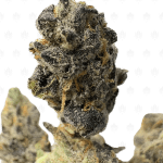 BLUE MOONSHINE (SMALLS) - QUAD EXOTICS