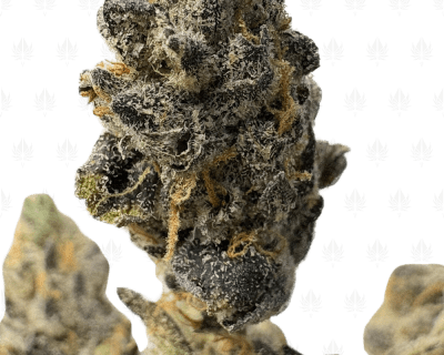 BLUE MOONSHINE (SMALLS) - QUAD EXOTICS